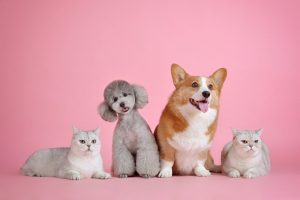 conseils sur les chiens et chats