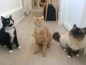 PENSION CHATS