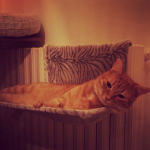 pension chats