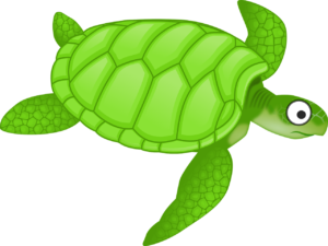 tortue