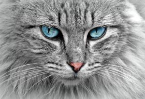 CHAT
