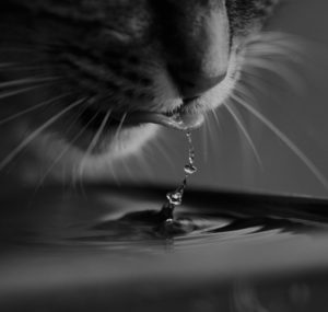 CHAT