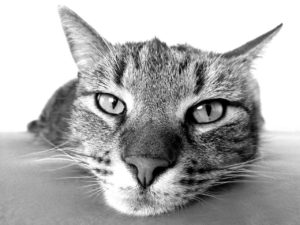 CHAT