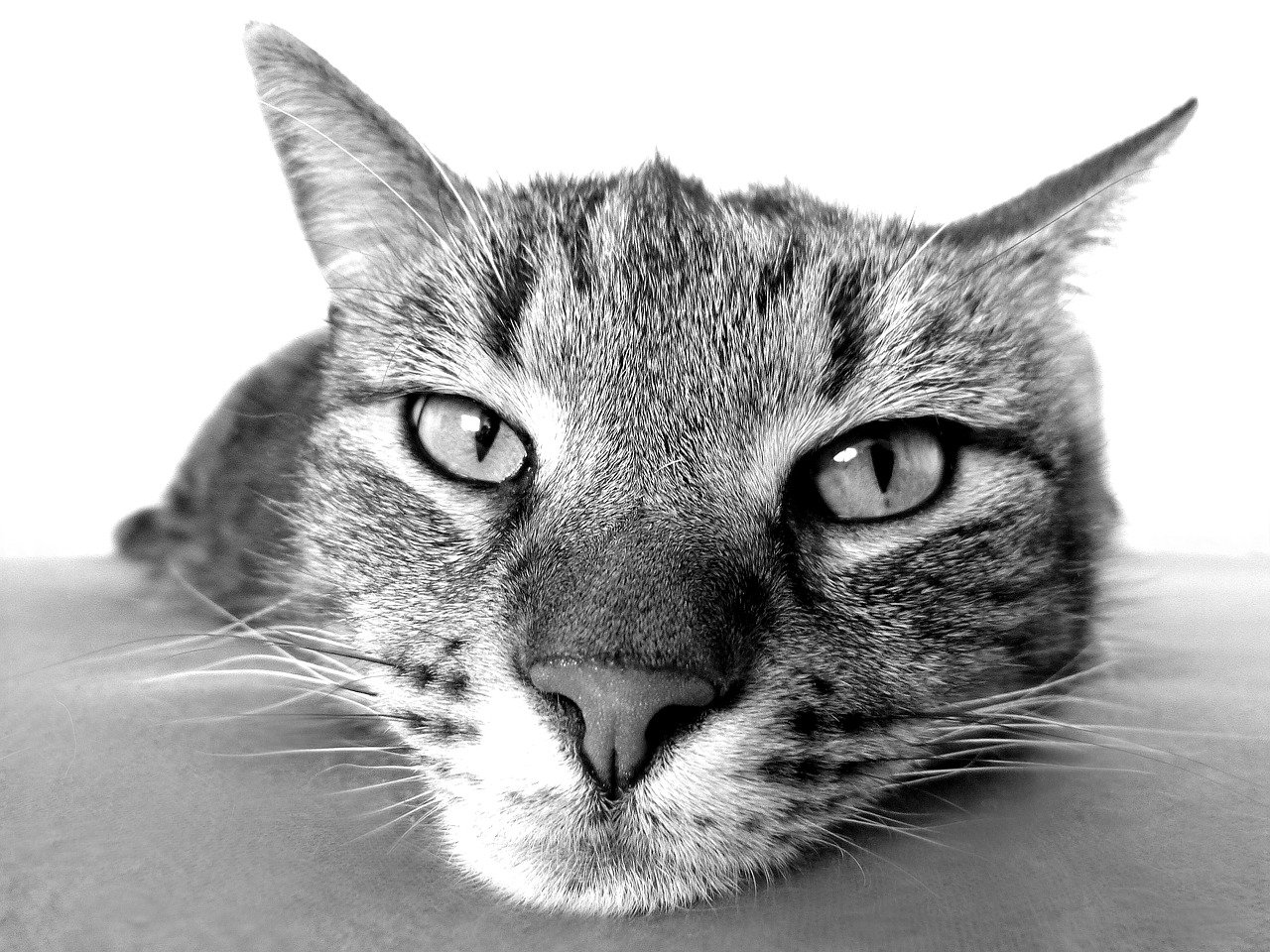 visite a domicile CHAT