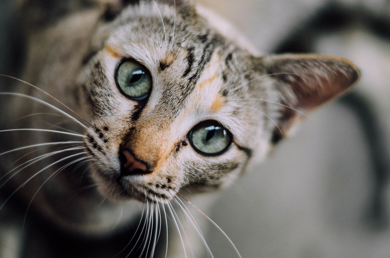 visite a domicile CHAT