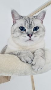PENSION CHAT, garde chats, pension féline, 2025, oise, crouy en thelle, chat pension oise