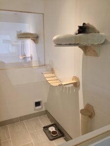 Pension pour les chats, hotel pour les félins