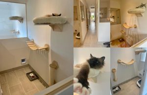 Pension féline, hôtel pour chats 2025, oise, crouy en thelle