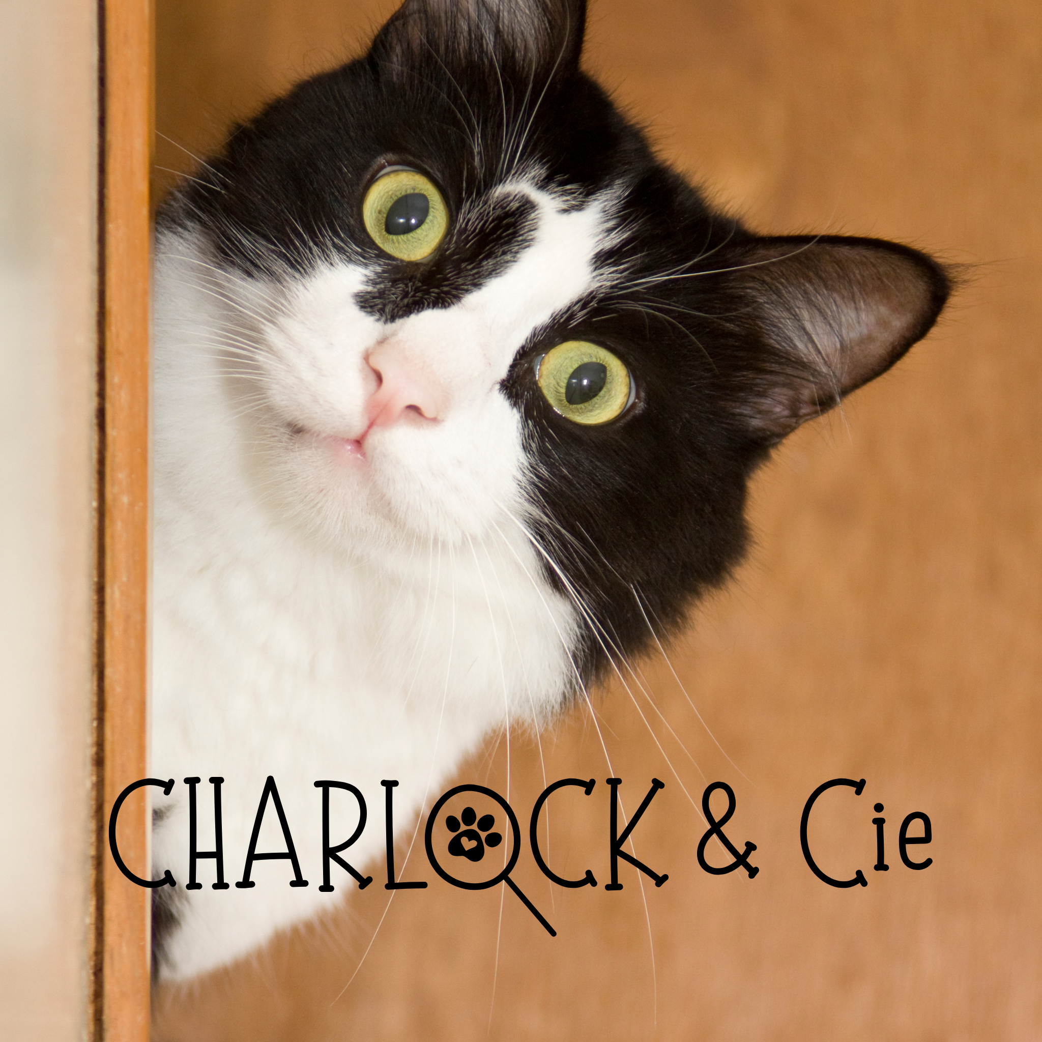 Charlene Grados 2025 - Animautopia - Comportementaliste félin /chats