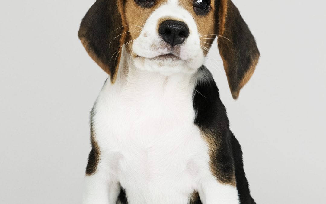 Adorable Beagle puppy solo portrait