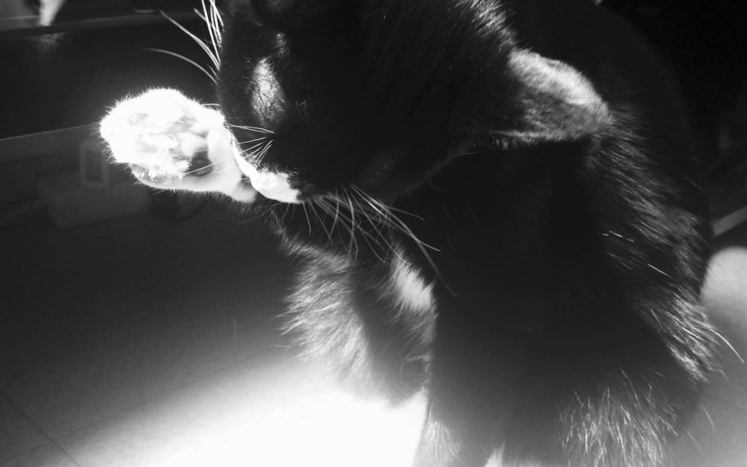 oreo_1