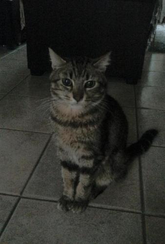 coco