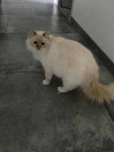 nya